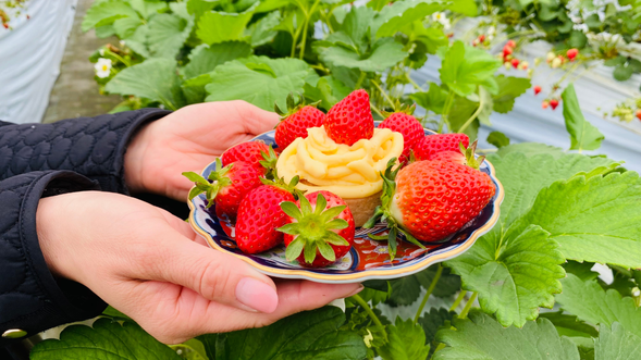 この体験では、タルト生地にクリームと収穫した「いちご」を飾りつけて、伊万里焼のお皿に盛りつけて自分だけのデザート完成!(デザートは変更する可能性もございます)