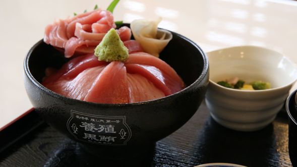 After disembarking, enjoy a fresh tuna rice bowl made with Nagasaki Prefecture’s first officially recognized brand tuna!