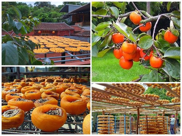 15:00-16:40	柿餅之鄉 參觀 柿園.柿餅加工