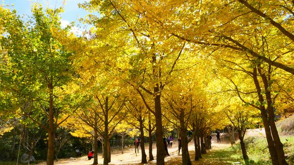 陽光透過銀杏葉,閃閃發亮,形成了美麗夢幻的黃金銀杏林