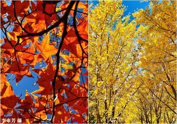 11:00-	漫遊武陵,可以自由行動,不受拘束。園內有多處絕美賞楓景點,等您來探索喲! 午餐可於園區販賣部或餐廳自由享用。或自備餐點漁園區享受浪漫野餐