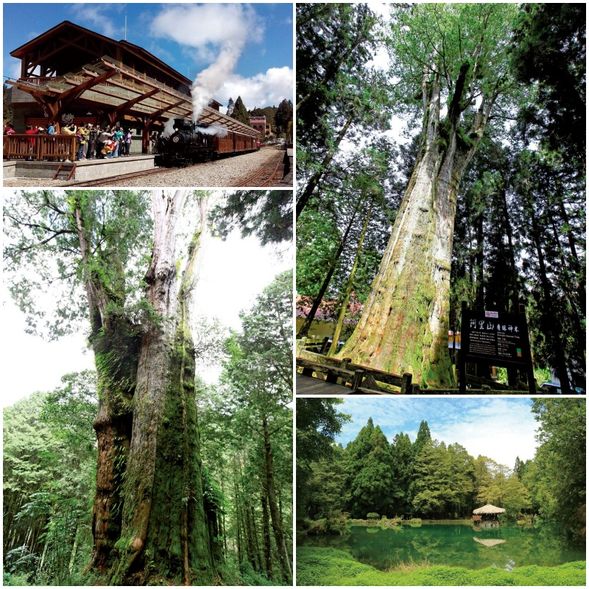14:30-17:00	阿里山國家森林遊樂區【沼平公園、姊妹潭、受鎮宮、神木區】