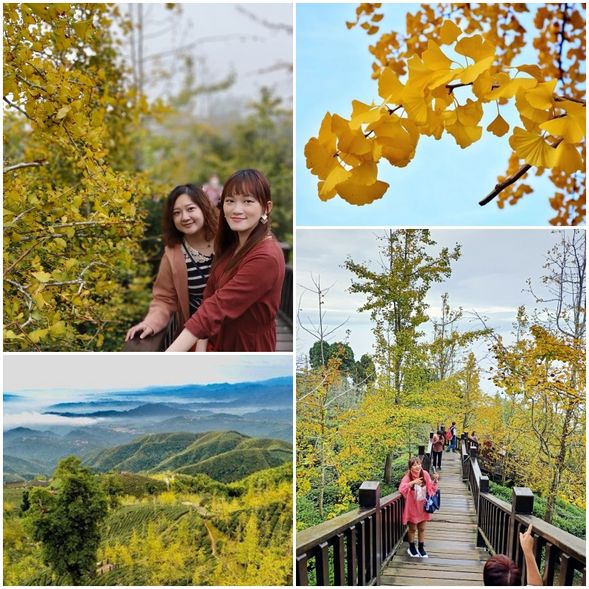 12:00-15:00	大崙山武岫農圃.茶園.銀杏林步道.觀景台	(午餐費用自理)