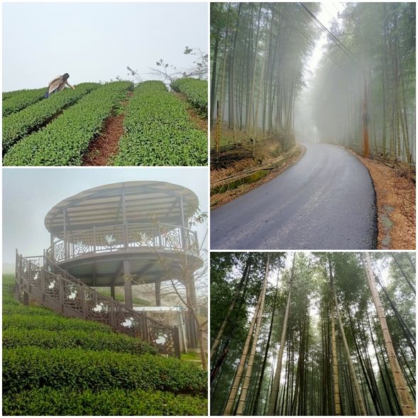 13:00-14:30	大鞍竹海隧道.軟鞍八卦茶園
