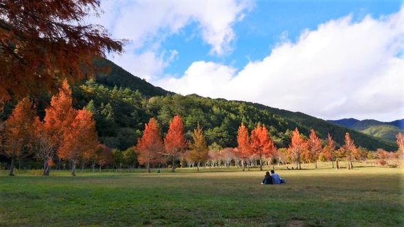 武陵農場露營區的陽光草原也有水杉、落羽松可欣賞