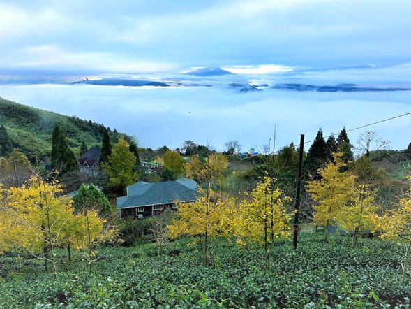 10:30-14:30	山上人家1200公尺的山頂上茶園間的櫻花林道,山嵐雲海的夢幻世界正在等你!