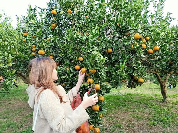 15:30-16:15	果園採橘野趣!
