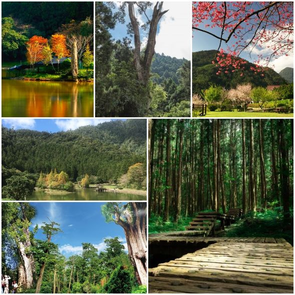 早餐-北橫景觀公路-西村縣界-64k 觀魚臺-明池森林遊樂區:明池湖-池上亭-靜石園-慈孝亭-水琴窟-森林童話迷宮-午餐-宜蘭落羽松