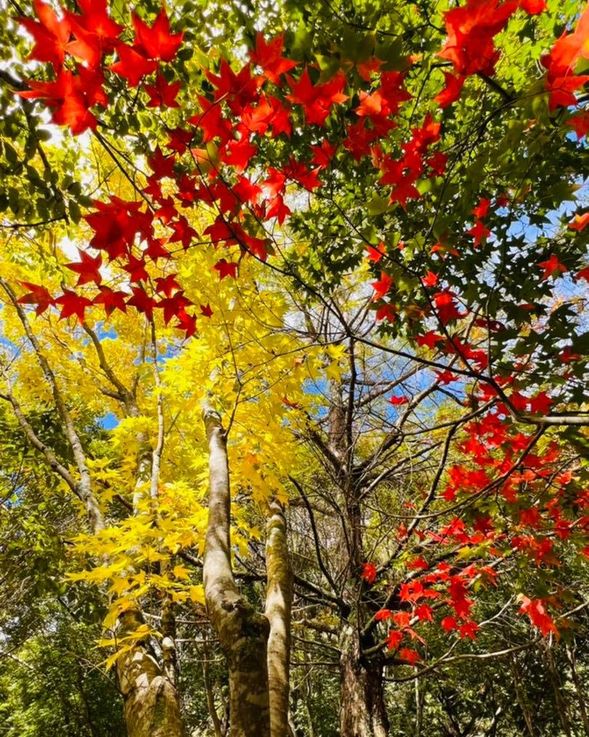 楓葉正值變色期,未變色的楓葉與紅楓、黃楓交織成一幅絕美的畫