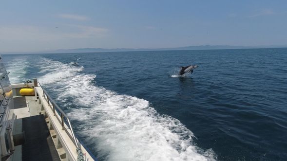 【自然】イルカが見れるかも…