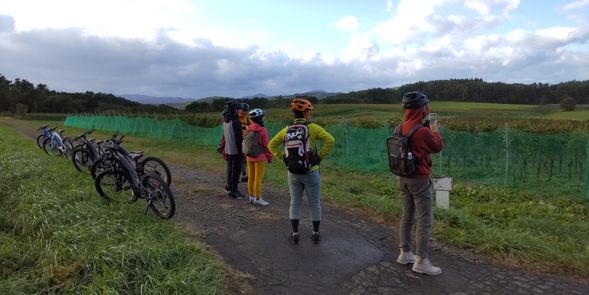 【風景】サンマモルワイナリーぶどう畑