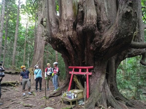 【見学】神木 十二本ヤス