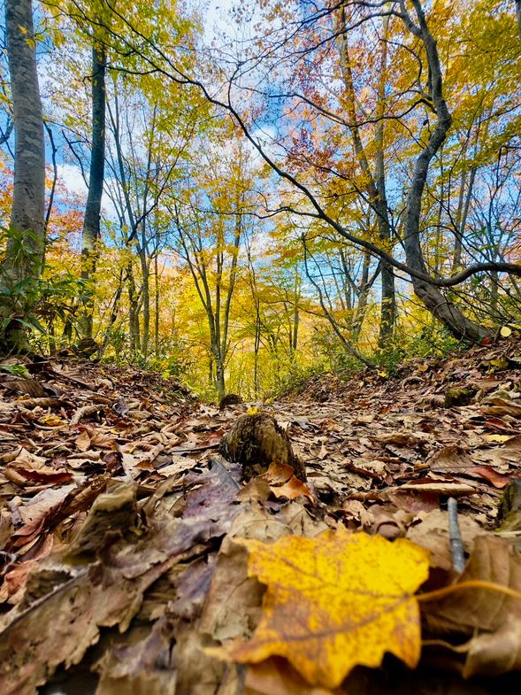 【ガイドポイント】