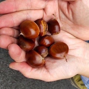 山の幸を採取しながら歩く