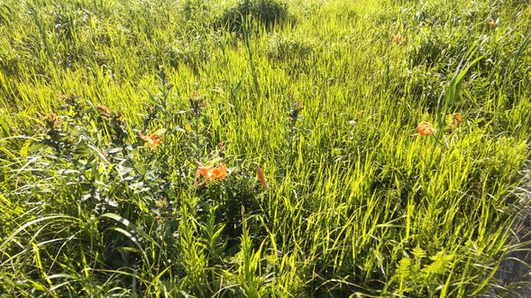 【見学】ベンセ湿原