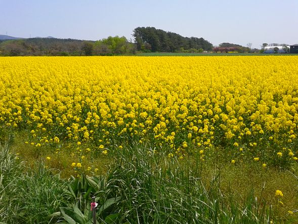 【見学】菜の花畑