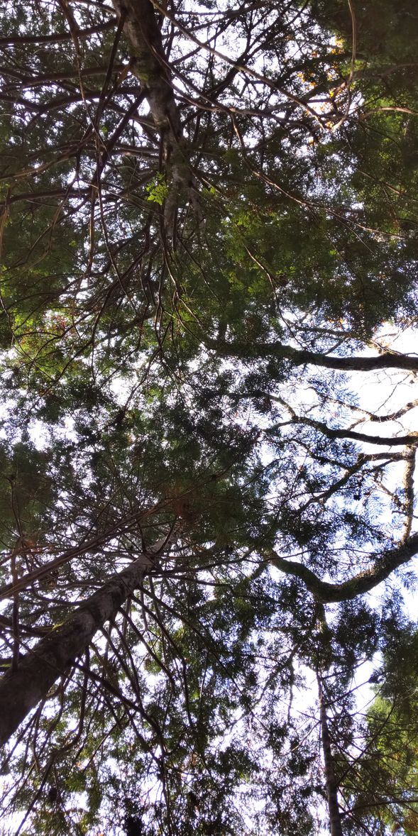 森の中で寝そべる