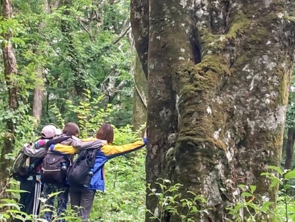 【ガイドポイント】ブナの巨木