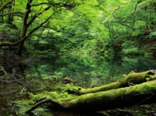 【ガイドポイント】沸壷の池(わきつぼのいけ)