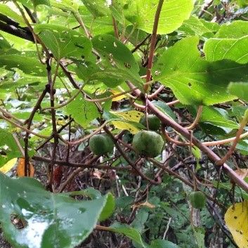 途中で山菜採取!