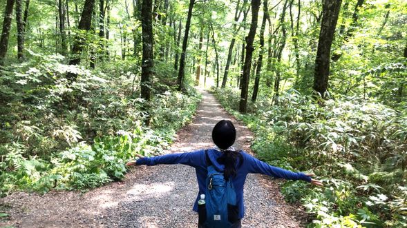 【ガイドポイント】ブナ自然林