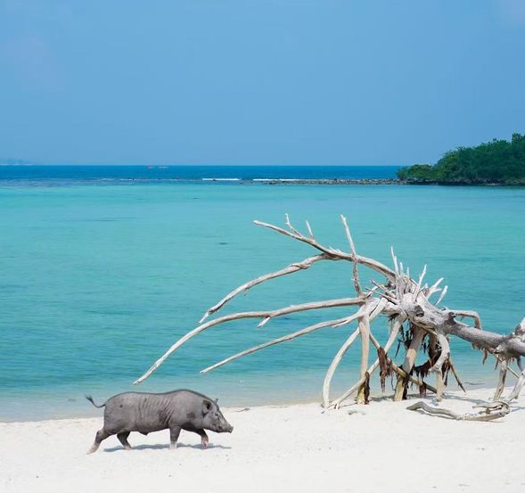 抵達麥遜島游泳、日光浴、找小豬