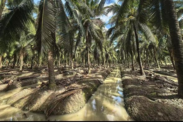 參觀湄村椰子農場