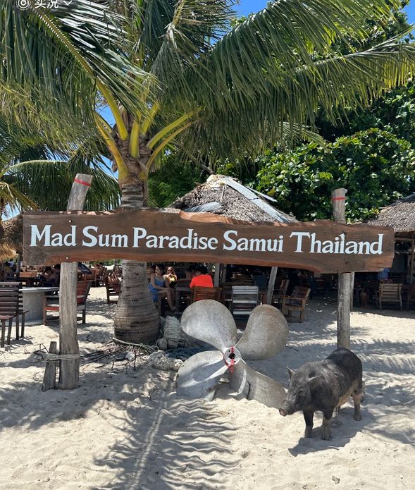 抵達麥遜島游泳、日光浴、找小豬