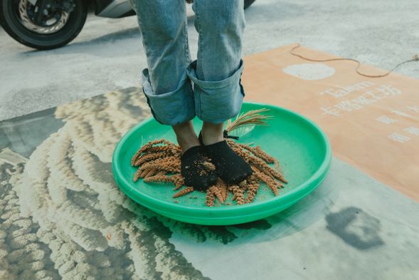 體驗將小米脫粒
