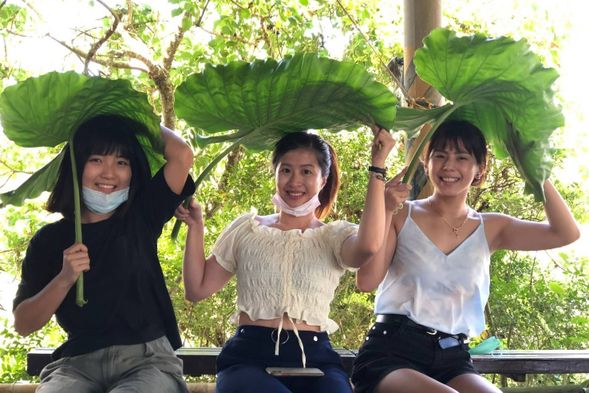 姑婆芋的葉子在部落也是很常拿來被運用的植物之一~過去老人家會用它來包豬肉,上山遇到下雨的時候也能當雨傘使用,是不是很像電影龍貓裡的場景很可愛?!