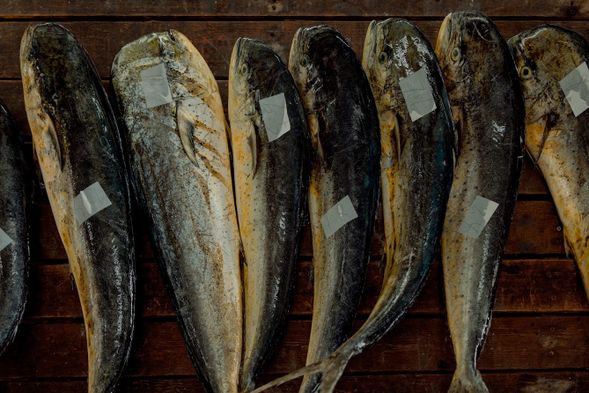 鬼頭刀是東海岸重要的魚獲,嗑浪使用來自成功鎮的新鮮鬼頭刀,保證吃到滿滿的海味唷!