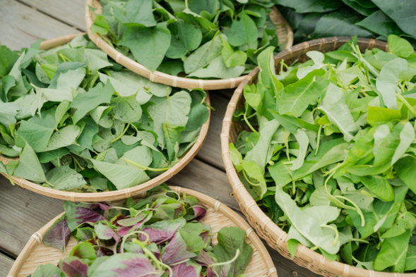 部落生活體驗|跟著部落一起認識野菜