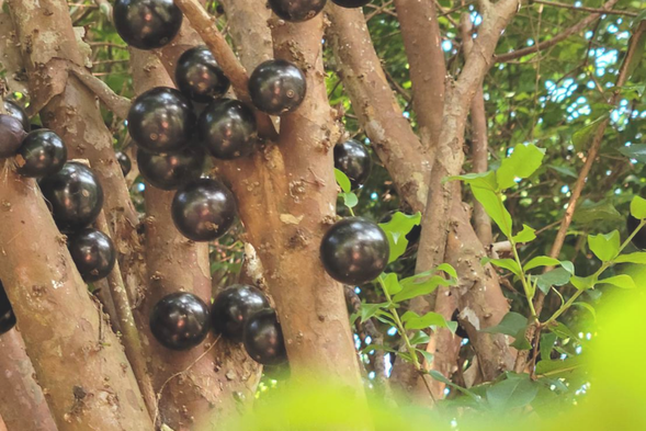 正名叫「嘉寶果」的樹葡萄,做成果醬的滋味會是如何?