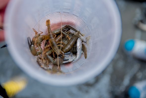 活跳跳的溪蝦到底有多美味?!老闆加碼請你吃,趕快來唷~~