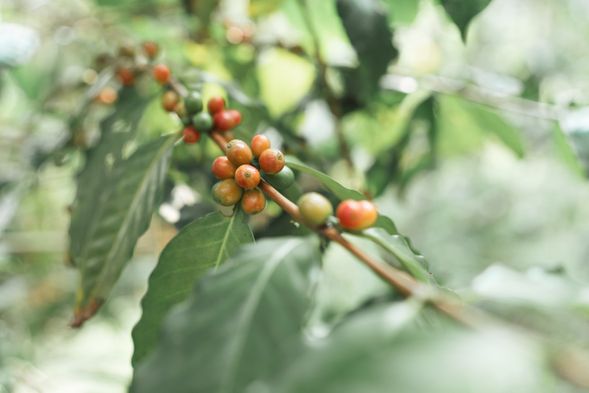 上山Chill版 _ 吹海風長大的咖啡豆是海岸咖啡精心照顧的孩子,種植咖啡幾十年,中間究竟有什麼動人的故事,來聽部落的真情告白。