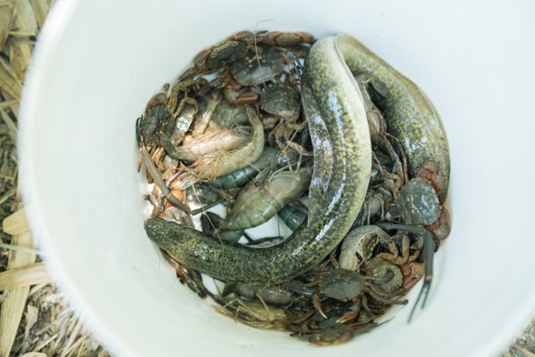 晚餐加菜啦!物產富饒的溪流裡,各種魚、蝦、蟹、鰻應有盡有,你來的時候會遇上什麼呢?