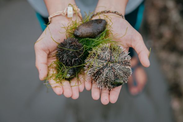 成功。在東海岸的成功鎮,海膽與海參都是常見的生物,在東海岸採集有哪些竅門,趕快來聽成功海女的分享吧!