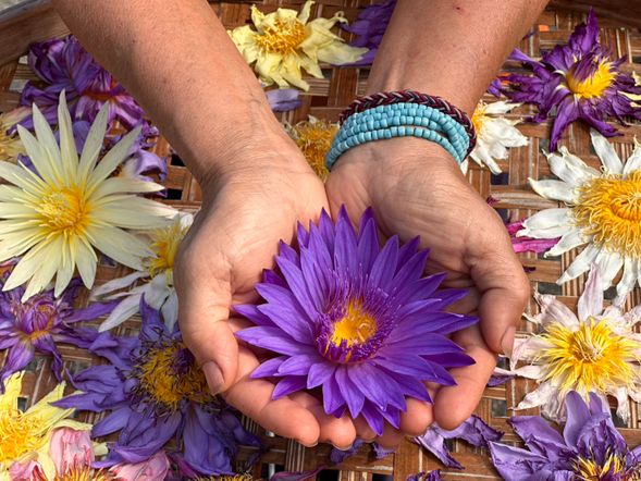 以日曬製成的蓮花茶,是美瑛姊最溫暖的心意,蓮花茶沁人的清香是放鬆度過悠閒午後的好選擇唷!