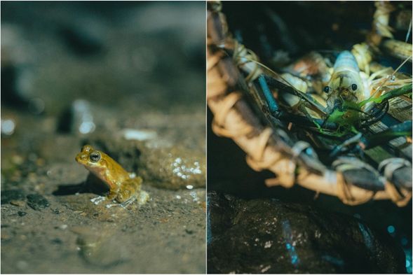 山羌、山羊、山豬、飛鼠我們拍照拍不到,但山裡有趣的生物可多了~等你親眼來看看!