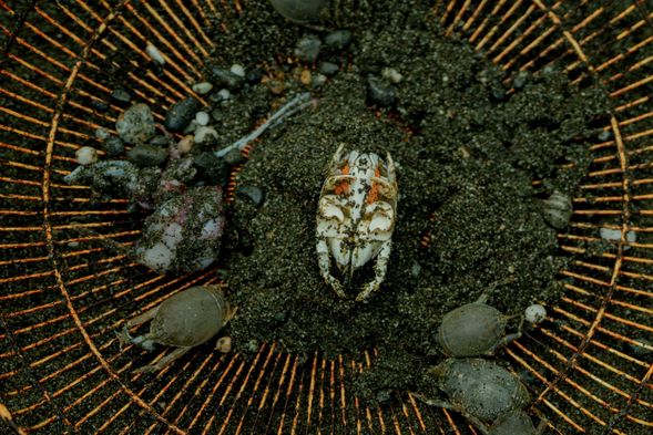 路線1-日間版_浪花蟹就是沙灘裡的偽裝大師!趕快來見見他的真容吧~