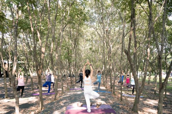 芬多精的撫慰,療癒瑜伽