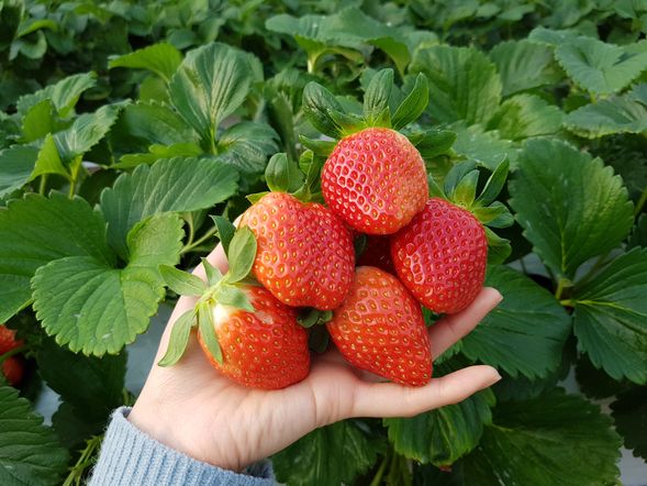 Strawberry Picking Experience