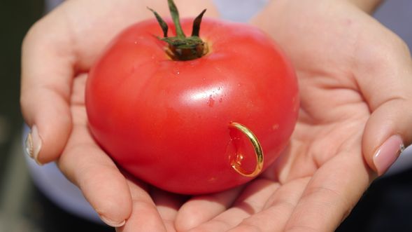 Hwacheon Tomato Festival / 華川 番茄慶典