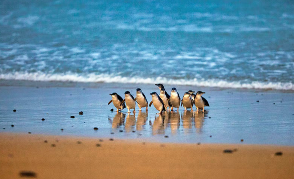 企鹅归巢(Penguin Parade)根据您选择的看台落座,等待小企鹅归巢的时刻个子小小的神仙企鹅,撑著大肚子摇摇摆摆地走回巢使你忍俊不禁,回家途中还有幼小企鹅迎接他们的归来,那温馨的一刻总是令人难忘