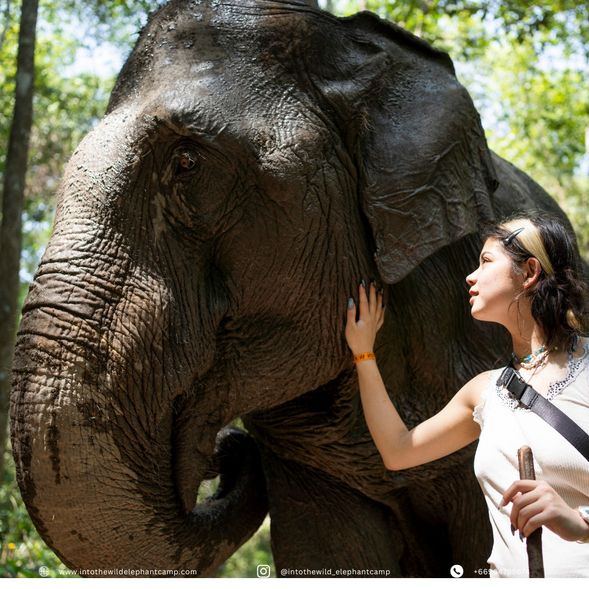 - Learn about Thai elephants and the ethical approaches to care for these majestic creatures.