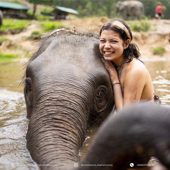 - Dip into a natural mud spa with our elephants and help keeping them clean by bathing and brushing their skins.
