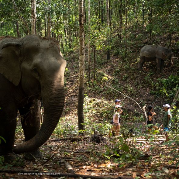 - Walk with our elephants into the tropical jungle to observe how they live freely in their natural habitat.