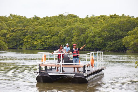 The one hour Mangrove Poonton takes you on a nature encounter with Bintan's rich mangrove forests.