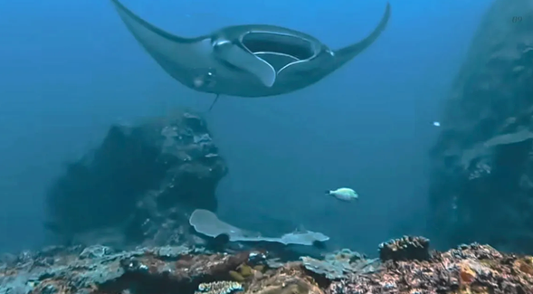 Manta Point - Snorkeling to see Manta