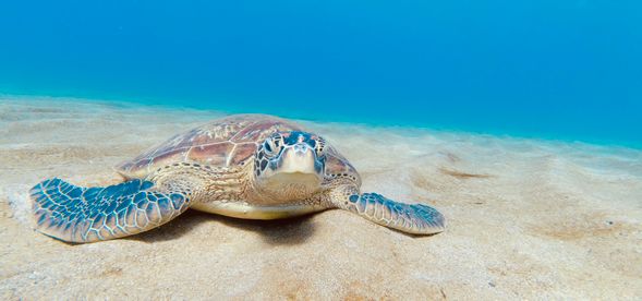 有時侯也會有驚喜